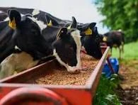 Animal feed